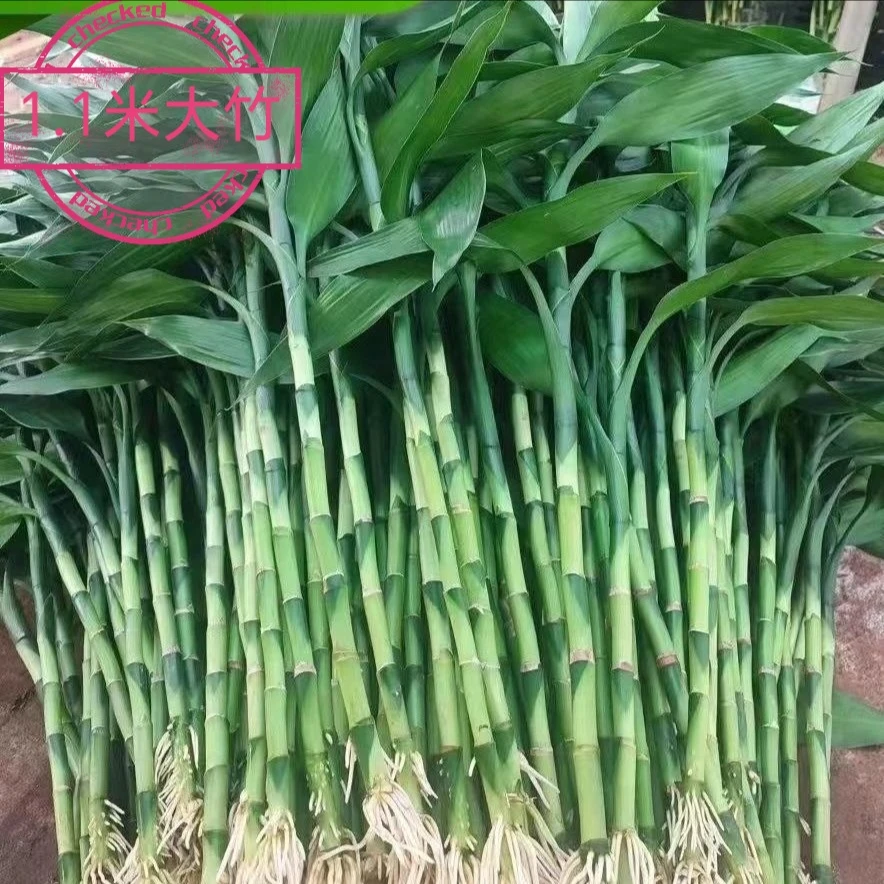 （冲量）带根富贵竹（自产自销）净化空气
