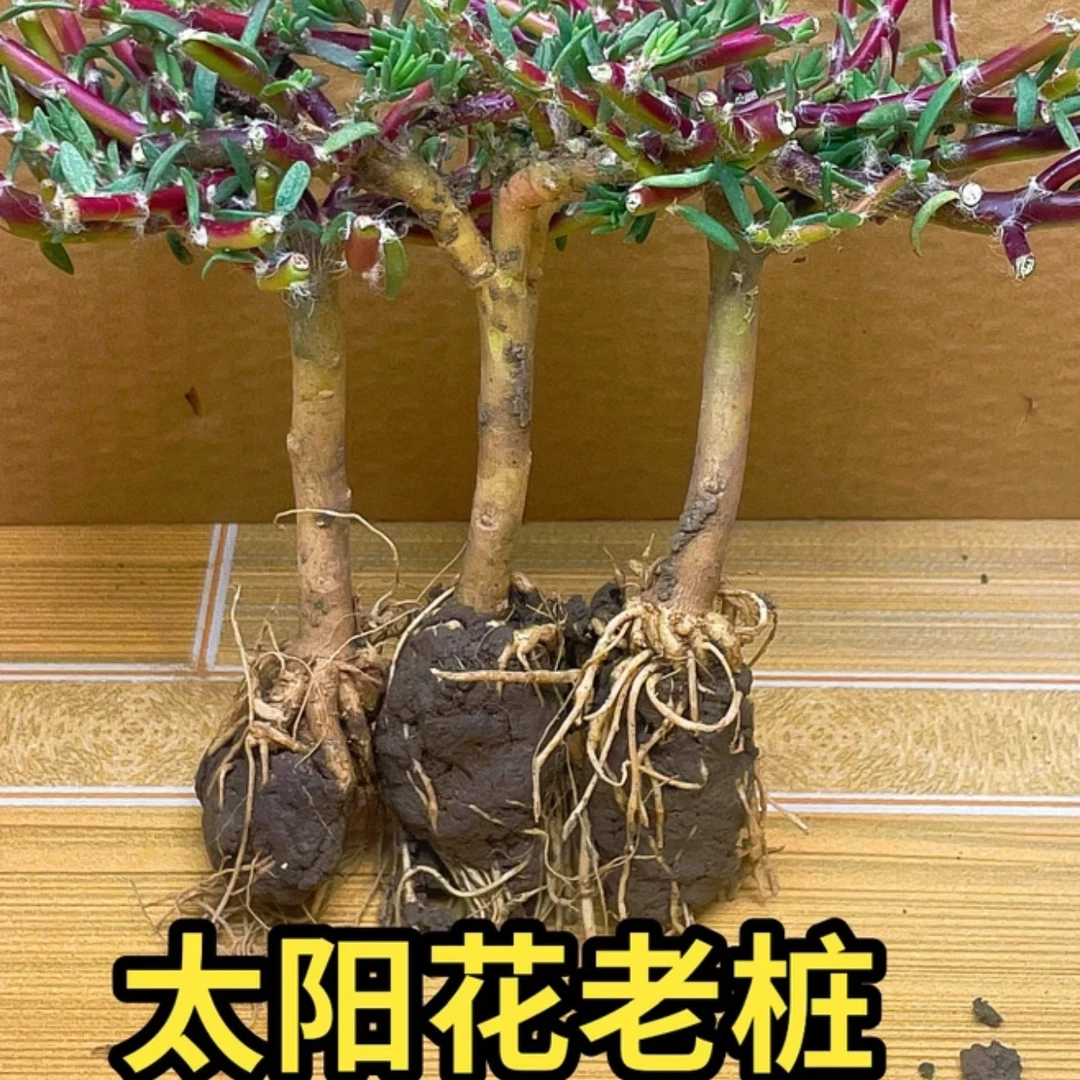 【太阳花老桩】牡丹玫红王重瓣太阳花老桩 宿根多年生品种耐热