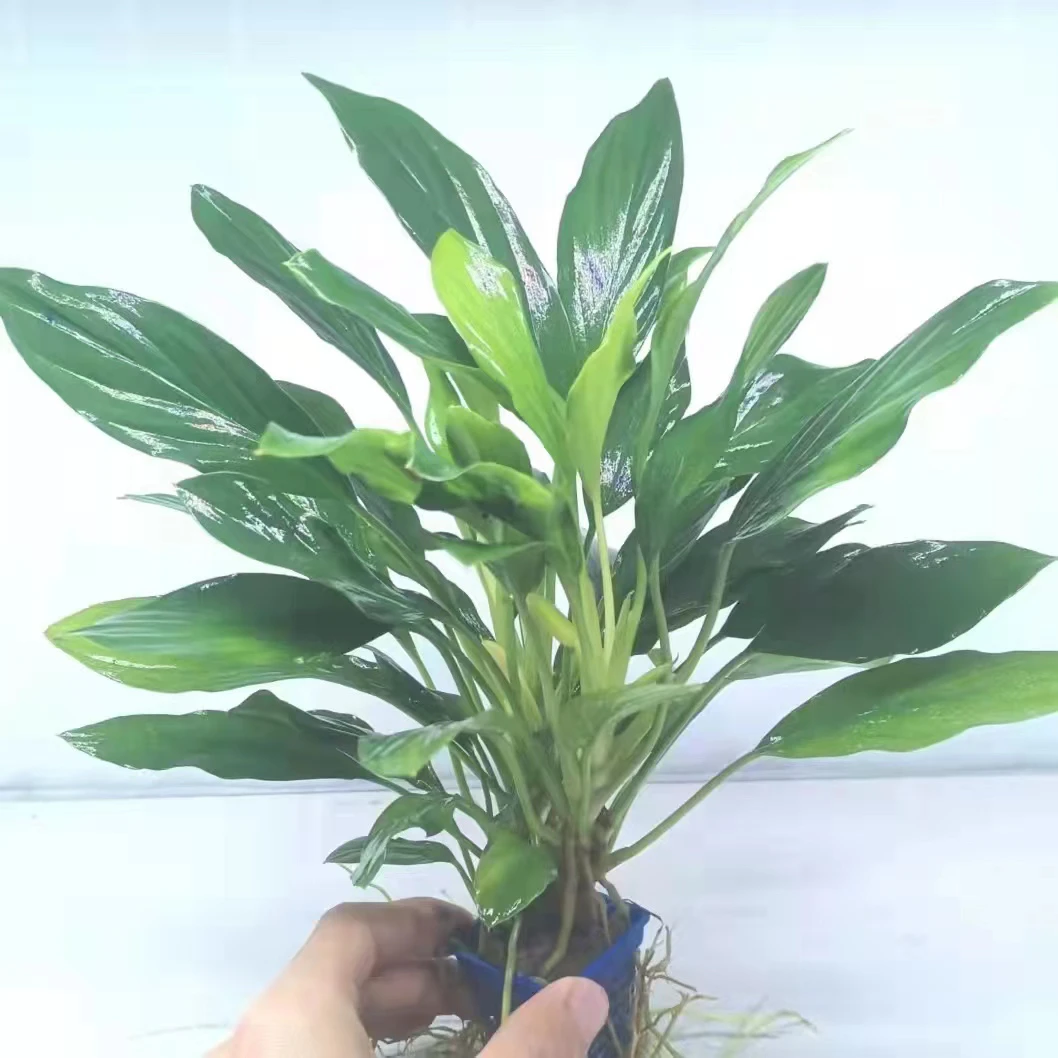 鱼缸水草泰国翡翠水草鱼缸造景阴性水草皇冠水草