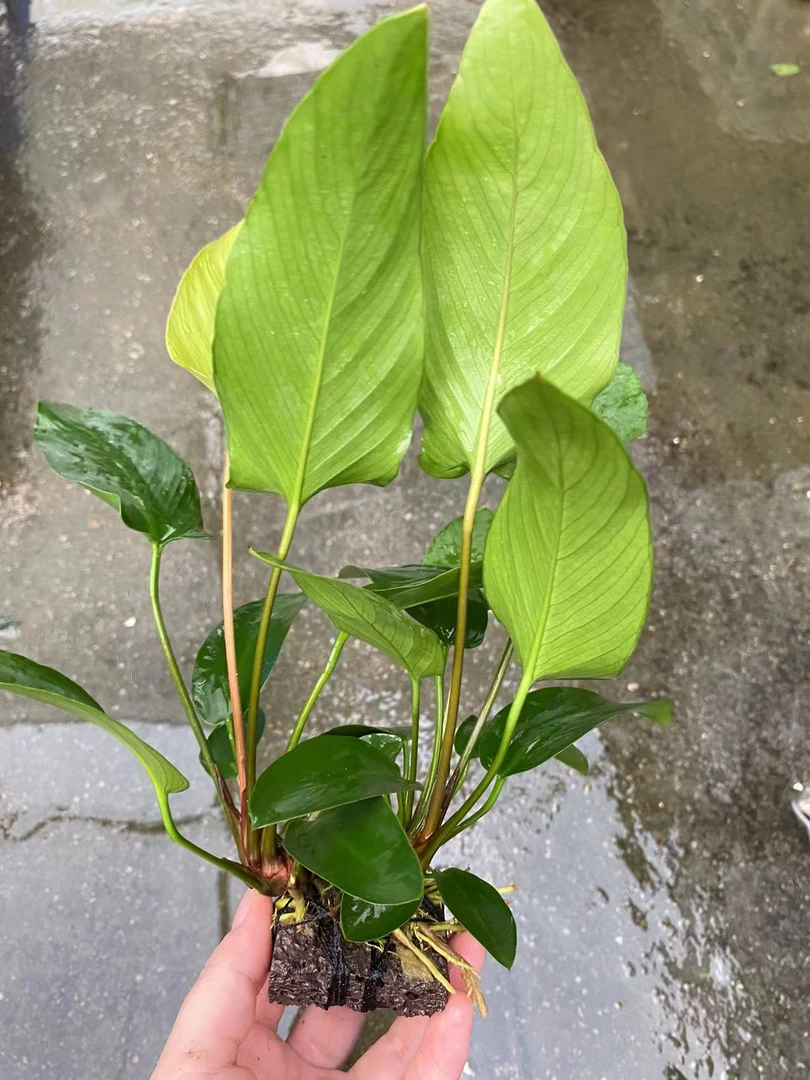 鱼缸水草火山石燕尾榕大水榕小水榕鱼缸造景阴性水草