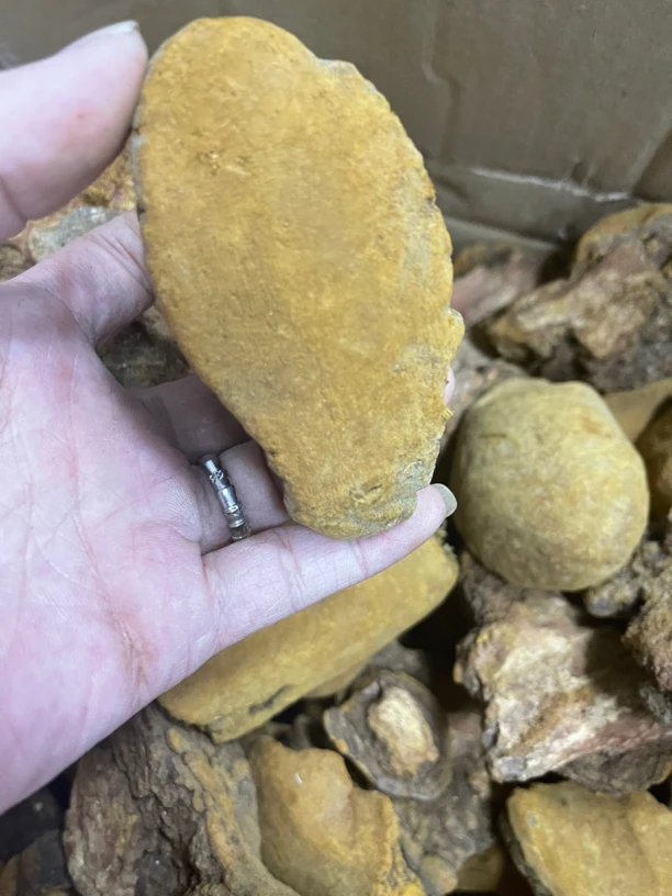 六妹鱼胶  桑黄 野野 手工自晒 花胶 鱼胶