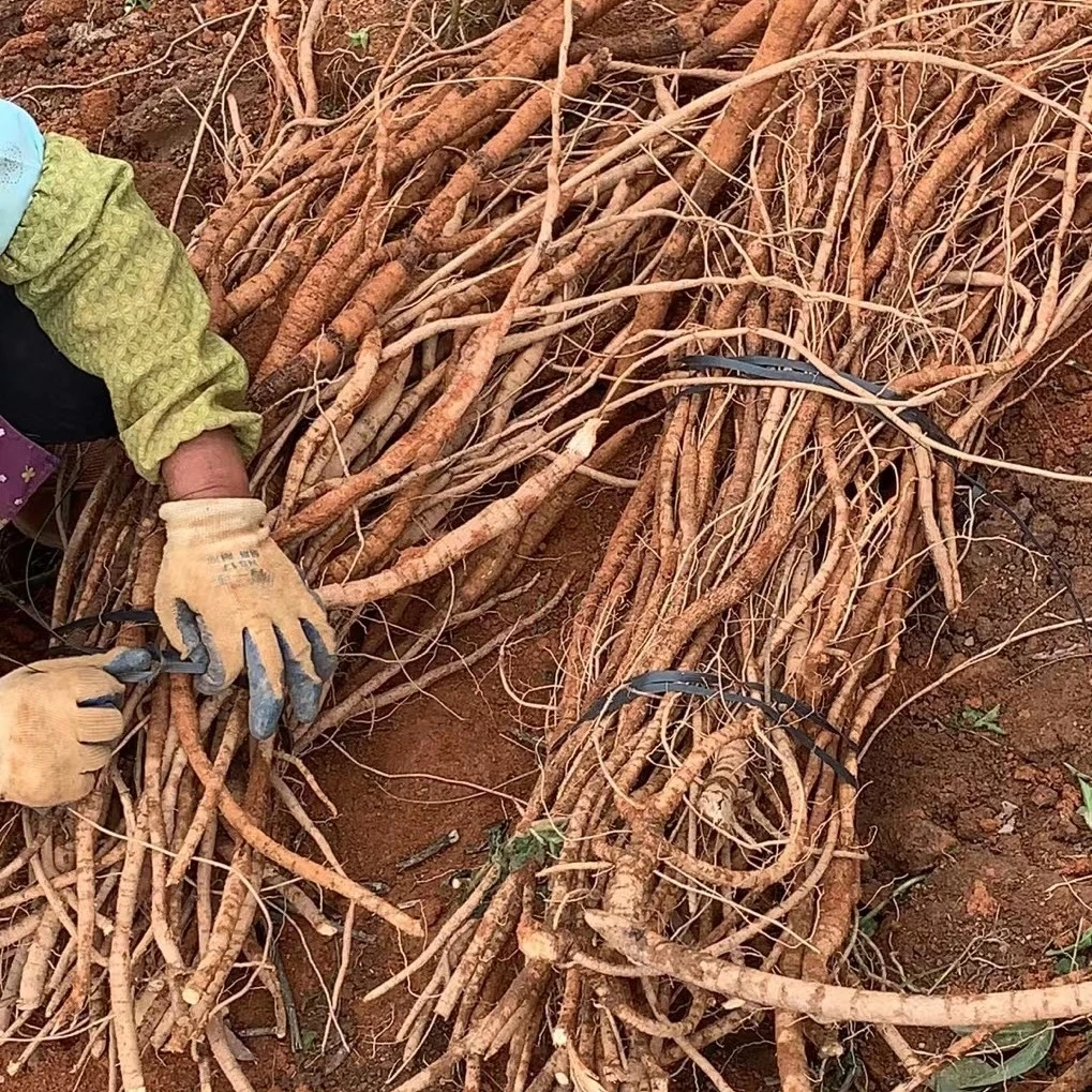 牛大力野生牛大力薯粉质正宗农家干货金钟根叶菜