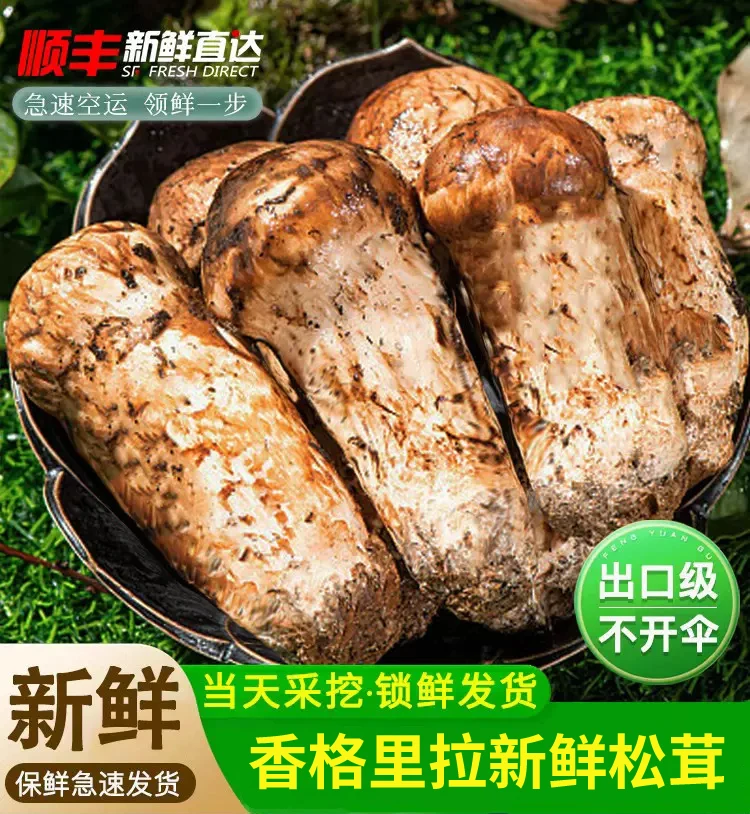 2025年云南香格里拉新鲜松茸250g-1000g精选现货顺丰空运48小时到