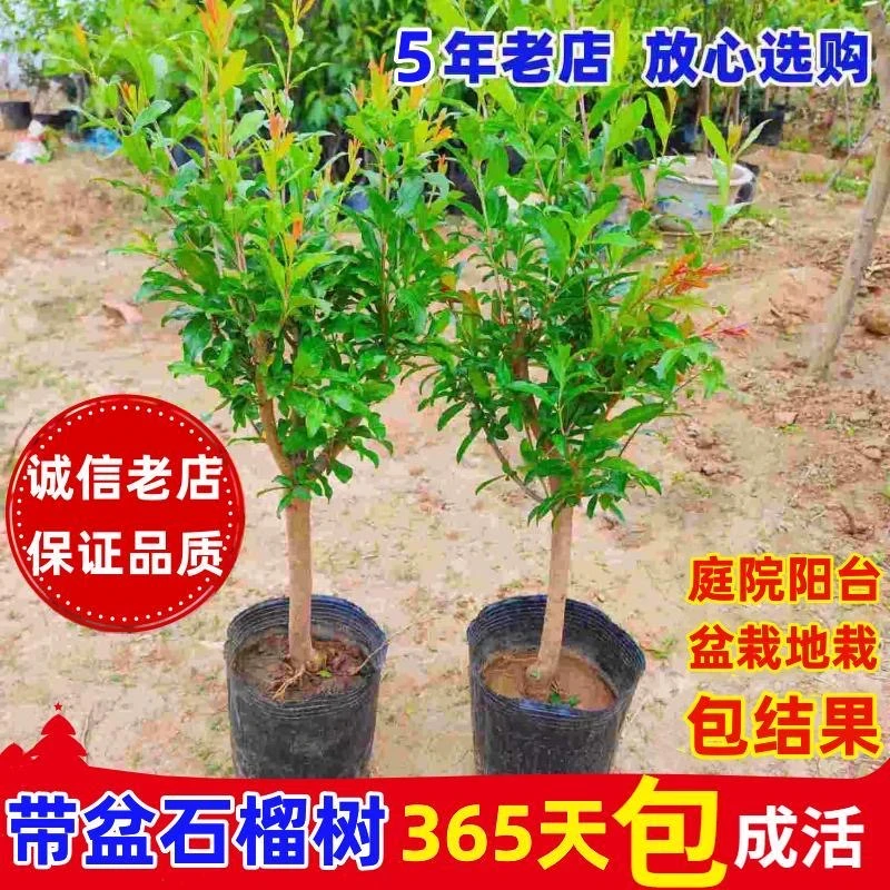 【红宝石石榴树苗】纯甜大果型 带育苗盆 南北方种植 当年结果
