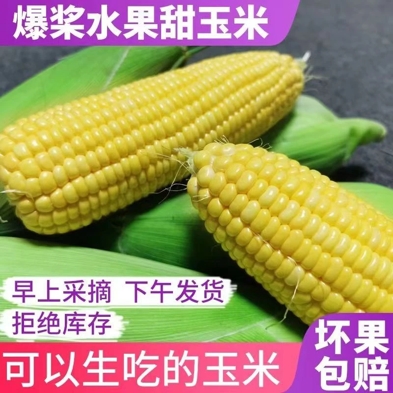 云南特产水果玉米现摘新鲜甜脆甜玉米棒甜脆爆浆嫩非糯玉米3-9斤