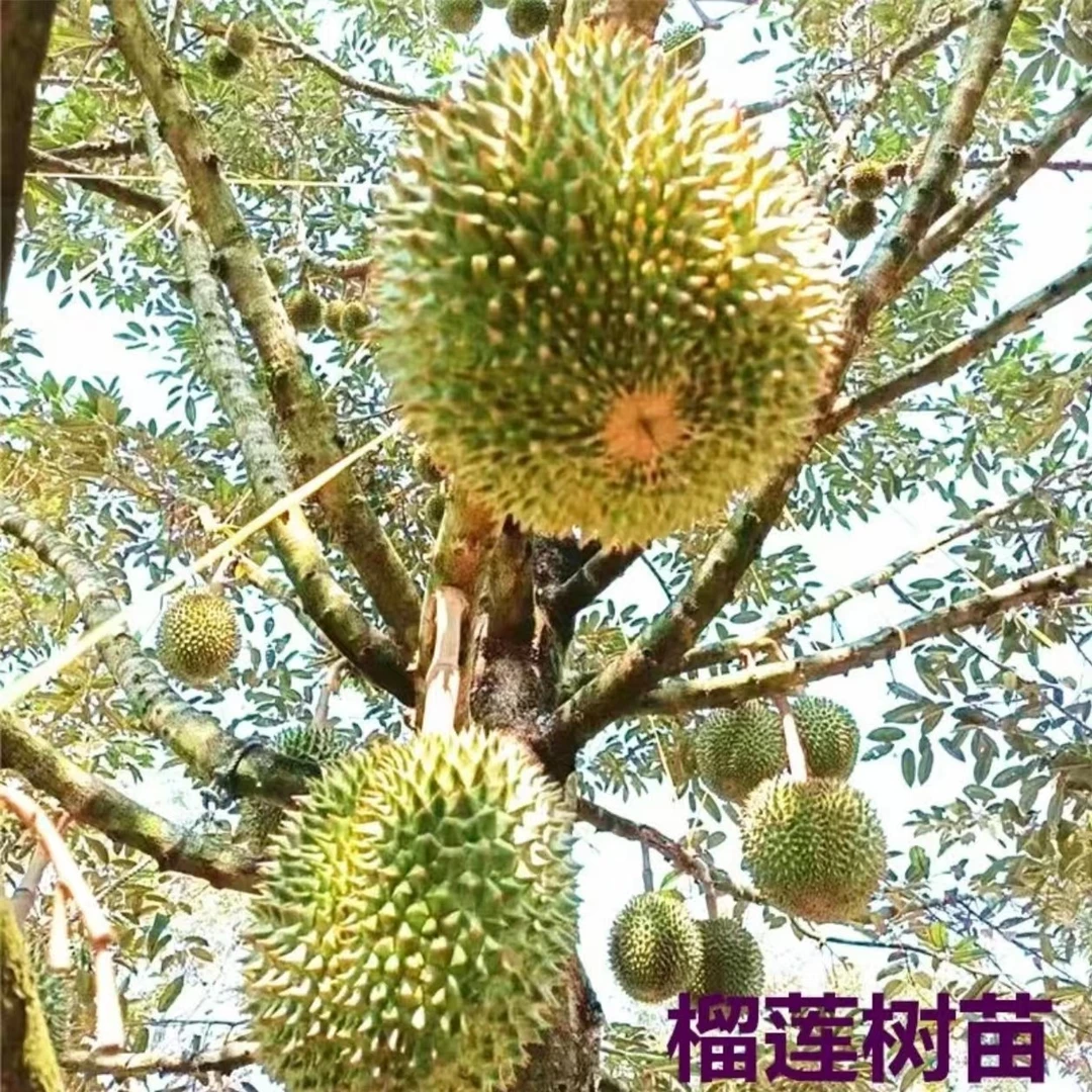 基地直发 送肥料榴莲树苗耐寒耐旱盆栽地栽