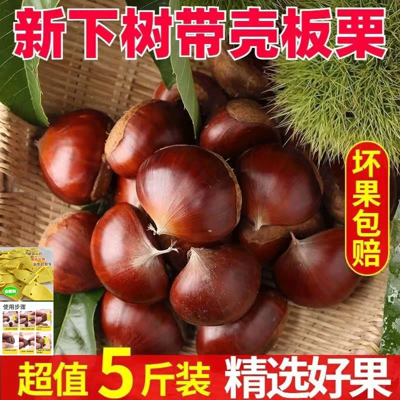 正宗丹东板栗新鲜栗子野生板栗高山老树毛栗软糯粉五斤批发包邮
