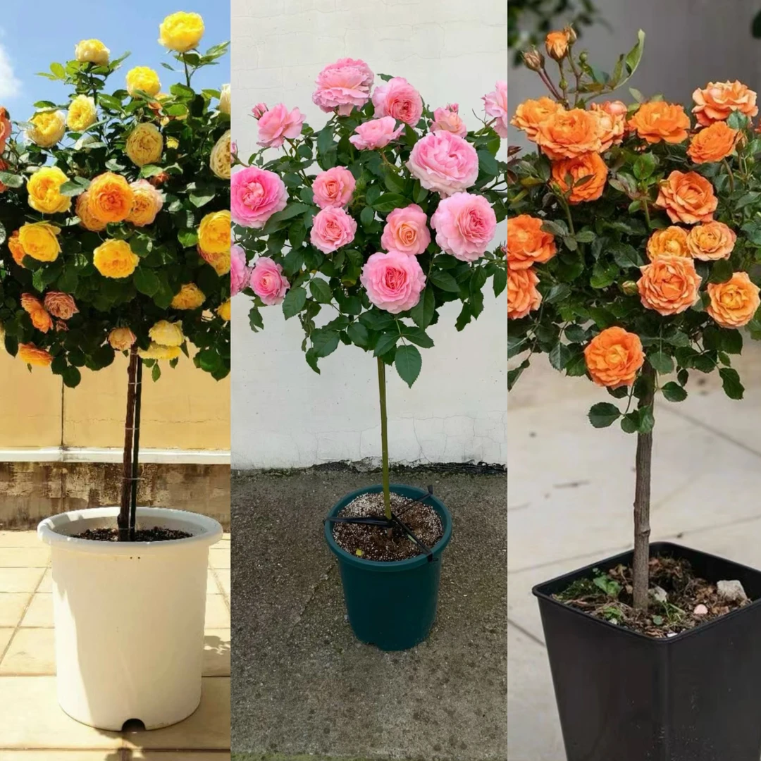 【棒棒糖】多颜色可选多季开花月季