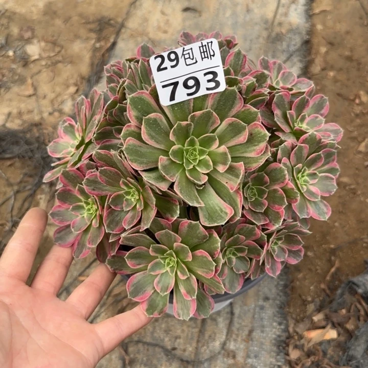 安娜……多肉植物……