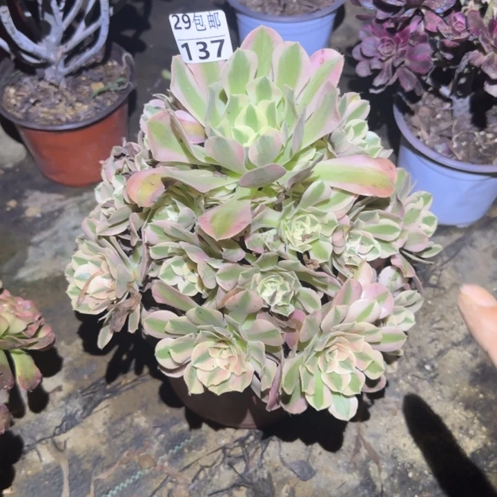 女巫……多肉植物的生长
