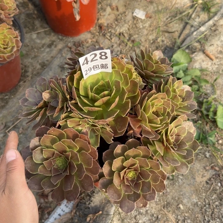 黑魔……多肉植物……