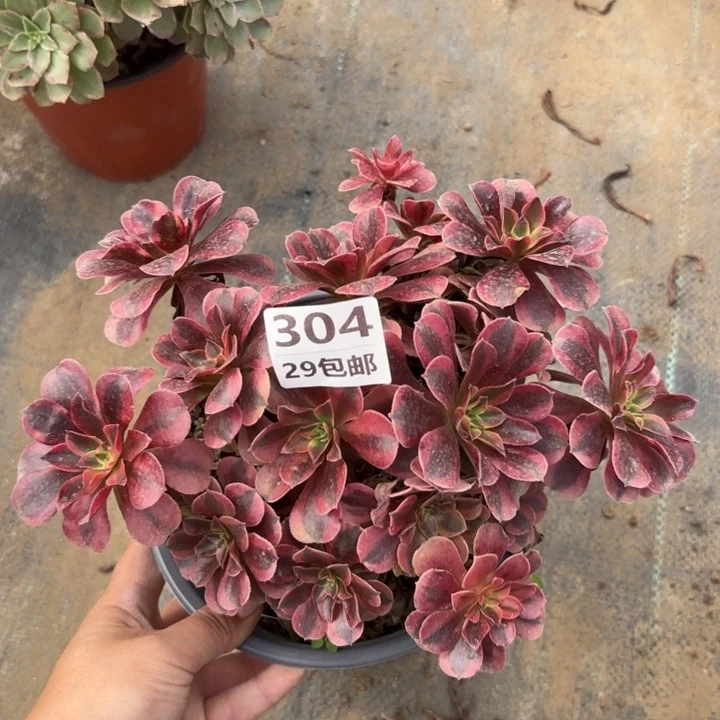 美度……多肉植物……