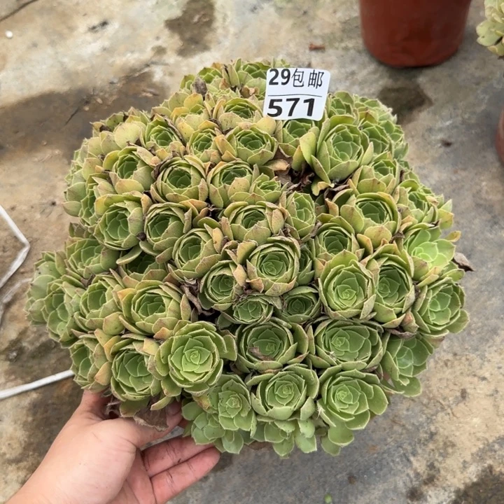 万拉……多肉植物……