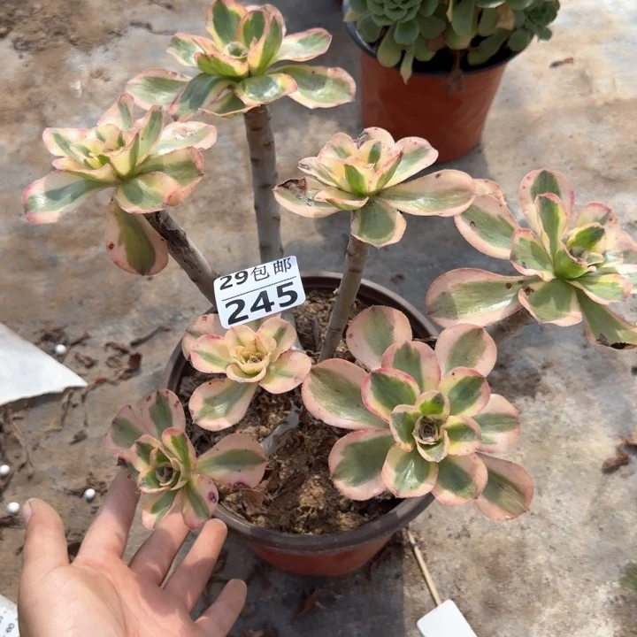 艳姿锦……多肉植物……