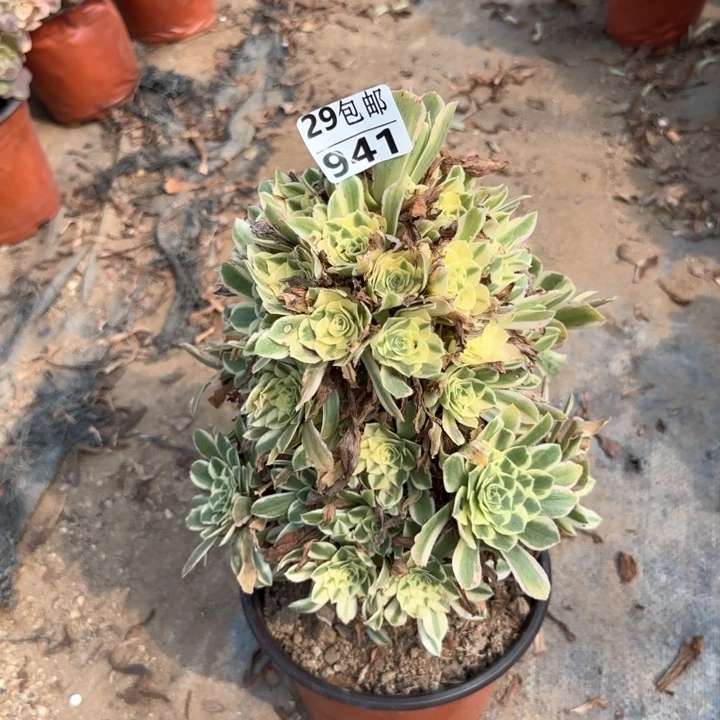 艳凝……多肉植物……