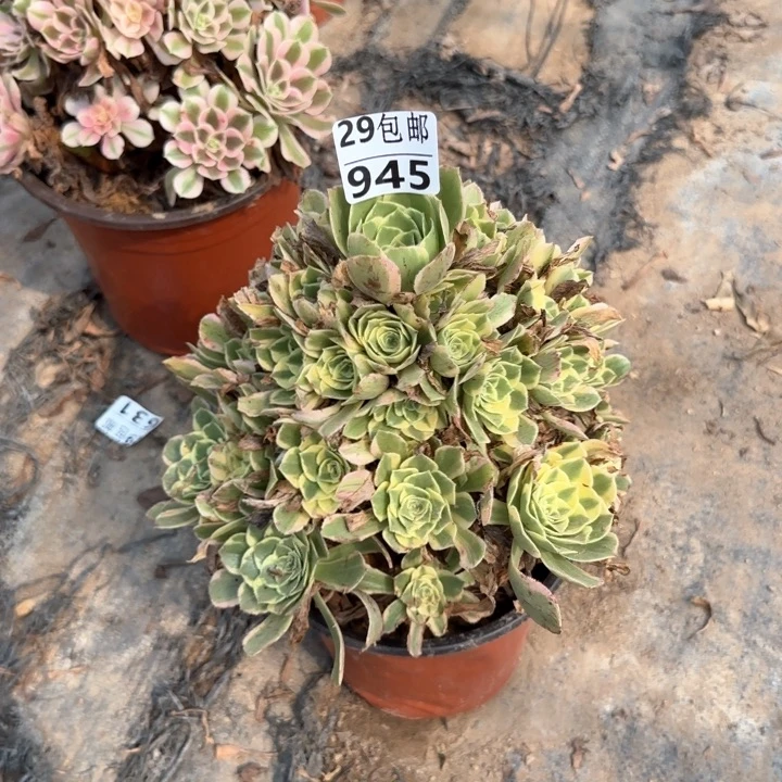 艳凝……多肉植物……