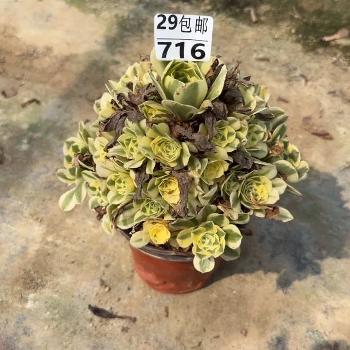 迈巴赫……多肉植物……