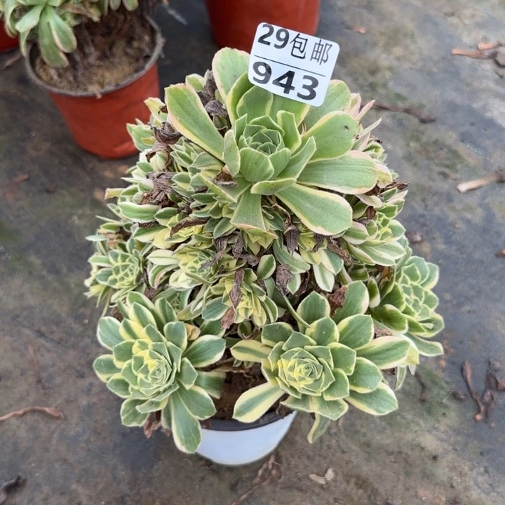 艳凝……多肉植物……