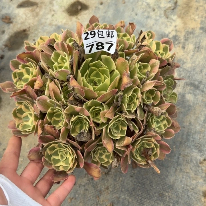 女郎……多肉植物……