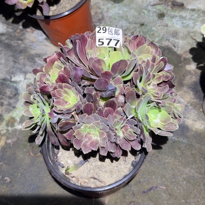 欧若拉……多肉植物的