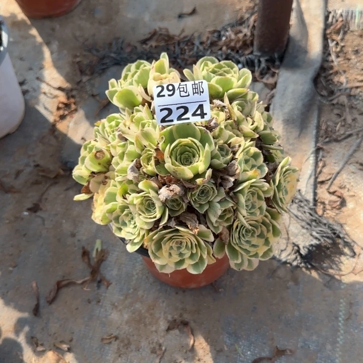 迈巴赫……多肉植物……