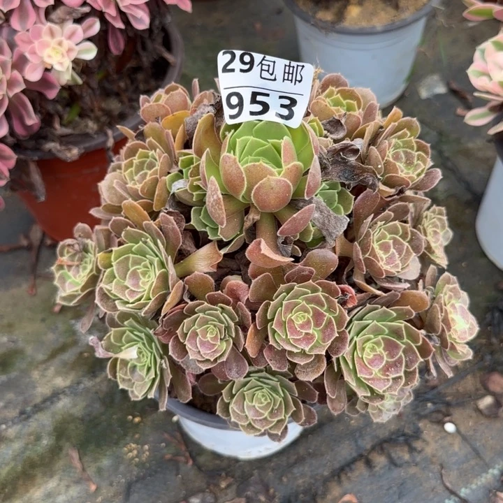 荷兰玫瑰……多肉植物……