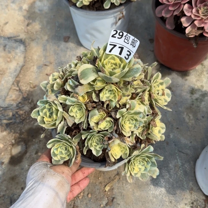 迈巴赫……多肉植物……