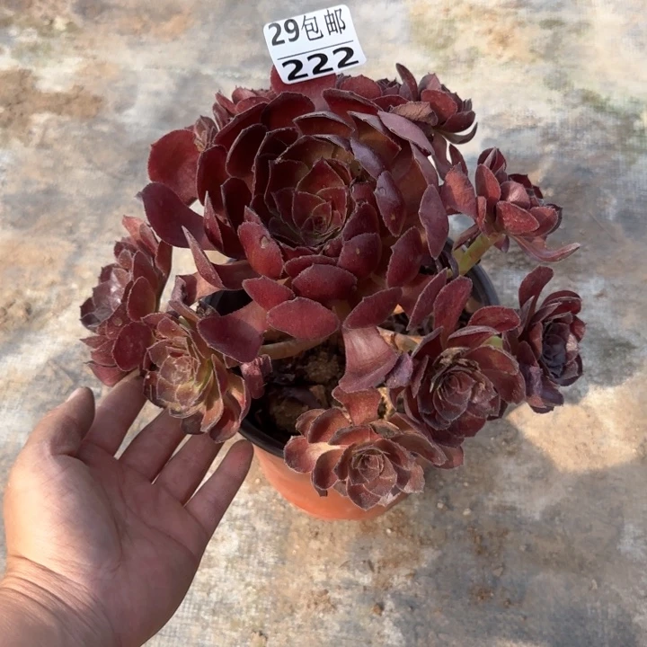 黑寡妇……多肉植物……