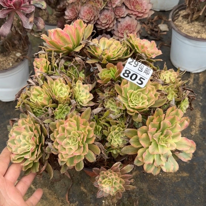粉霞……多肉植物……