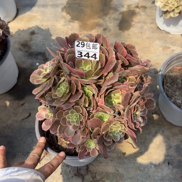 金丝缺……多肉植物……