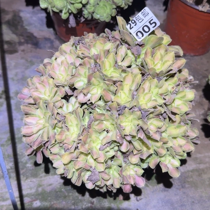 韶华……多肉植物的