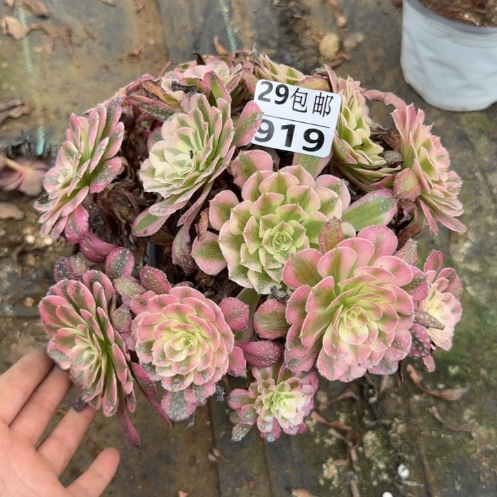 红铜白……多肉植物……