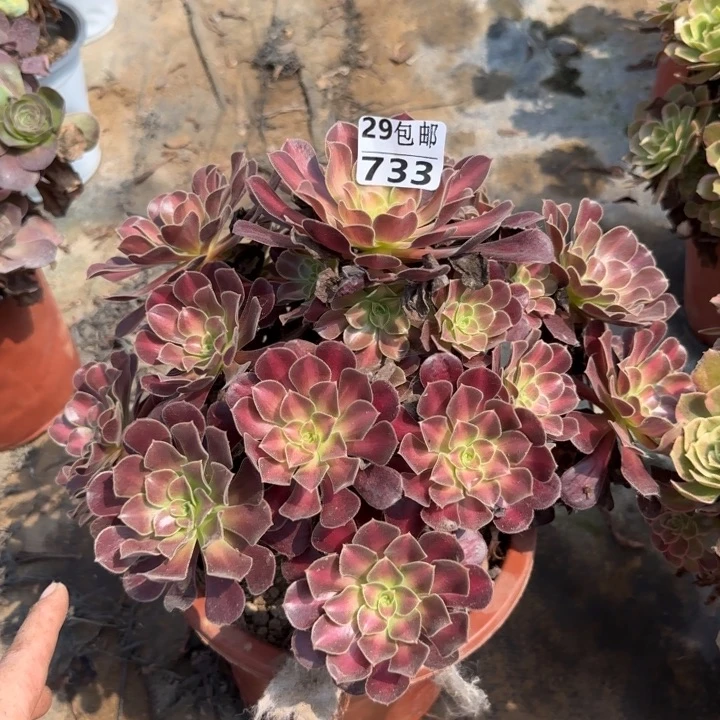 花娜……多肉植物……
