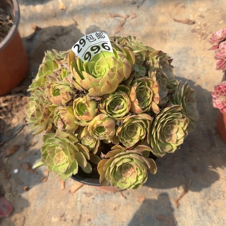 万拉……多肉植物……