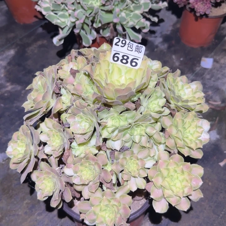 韶华……多肉植物的