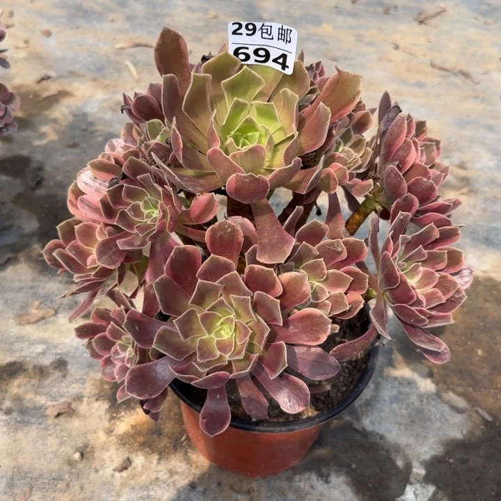 金丝……多肉植物……