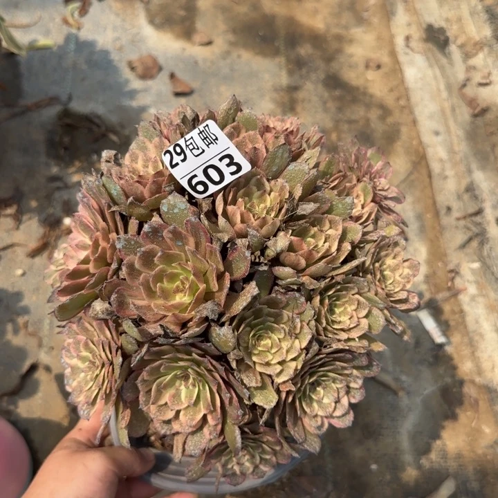 紫霞……多肉植物……