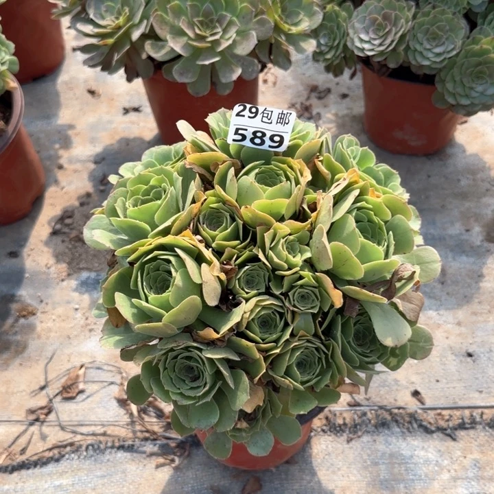 绿羊绒……多肉植物……