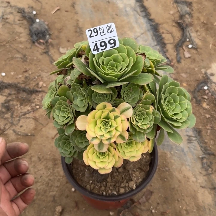 翡翠琉璃……多肉植物……