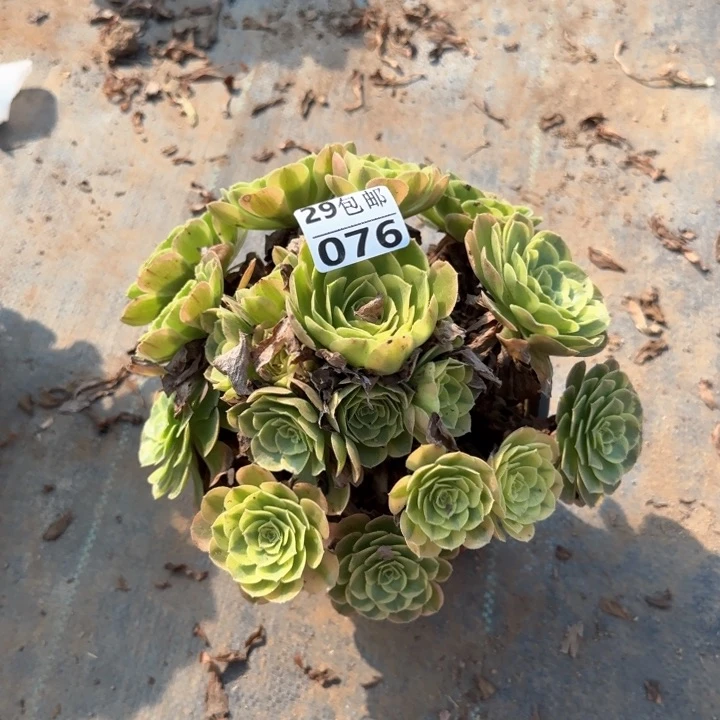 奶白……多肉植物……