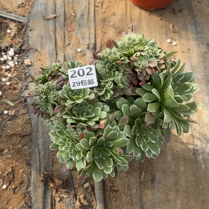 金丝楠木缀……多肉植物……