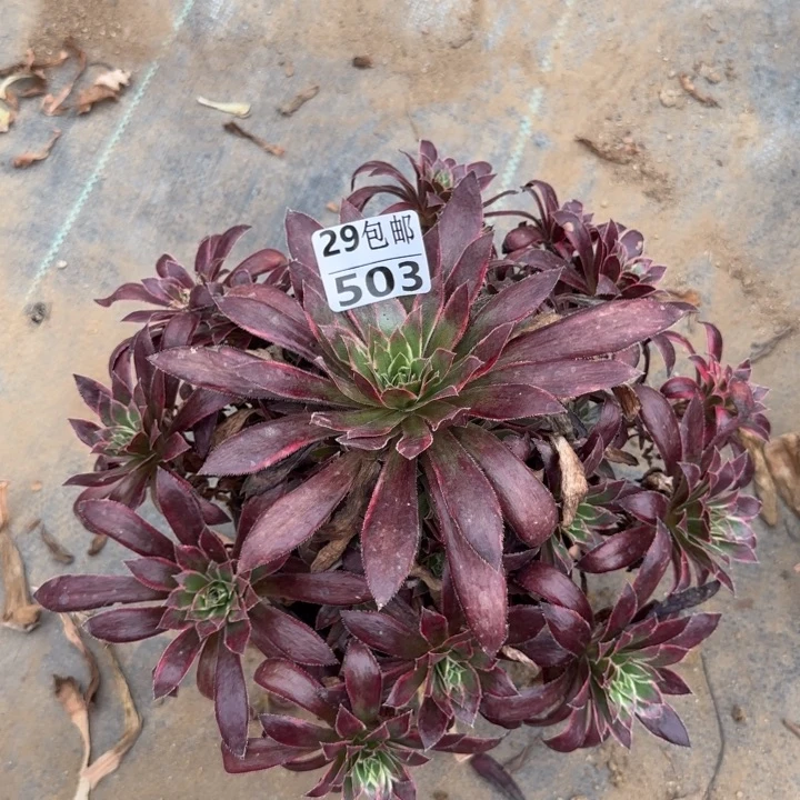 孔雀锦……多肉植物……