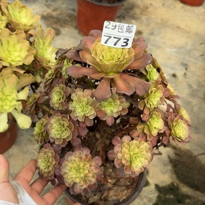 铜壶中班……多肉植物……