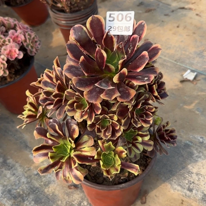 欧嘉莉……多肉植物……