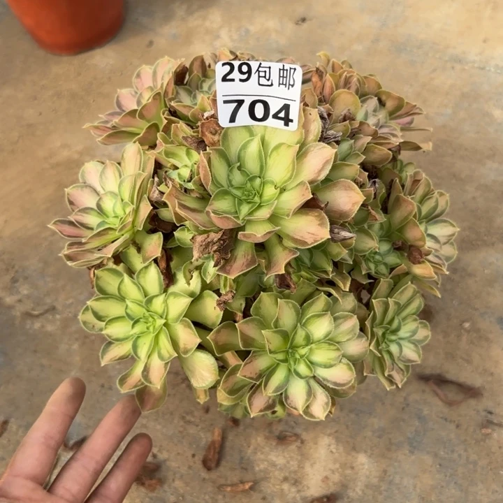 韶华……多肉植物……