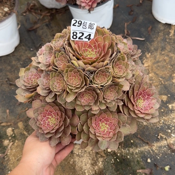 桃花石……多肉植物……