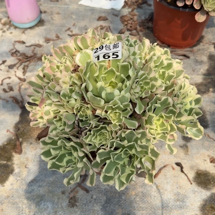 雨花石……多肉植物……