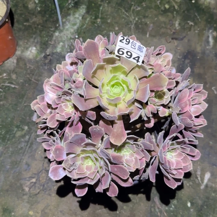 金丝……多肉植物的