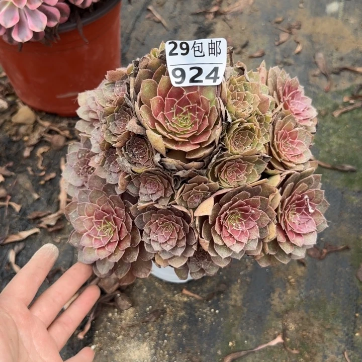 红魔……多肉植物……