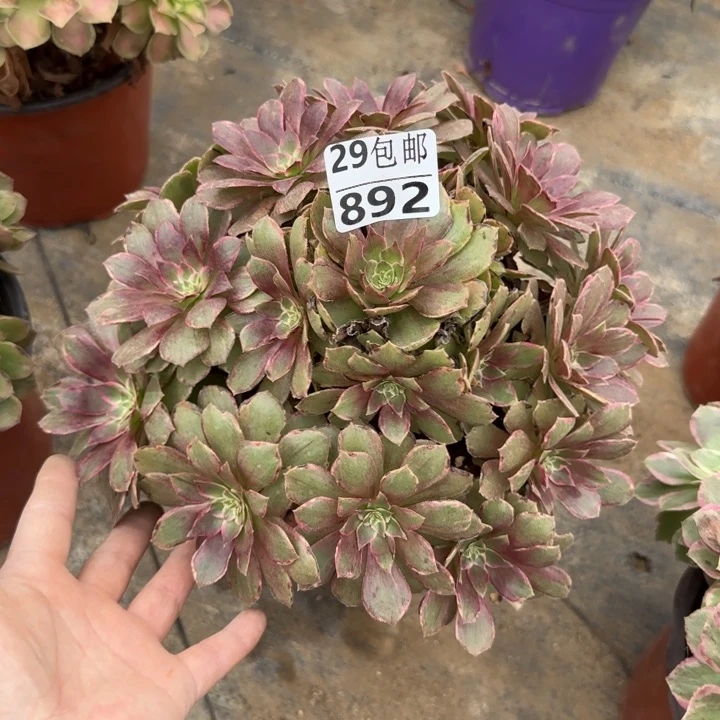 莲花……多肉植物……